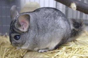 chinchilla-02