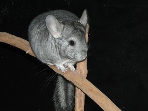 chinchilla-08