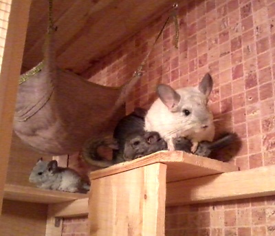 chinchilla-family