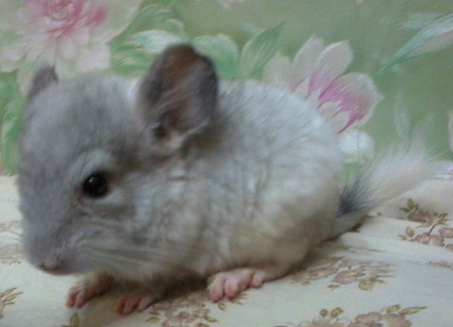 chinchilla-galochka