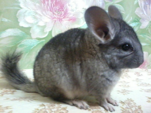 chinchilla-leonard