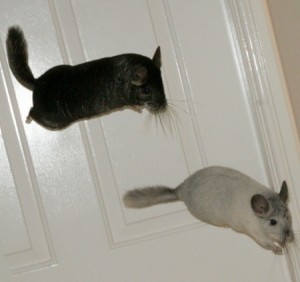 jump-chinchilla