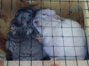 chinchillas-love