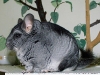 275px-chinchilla