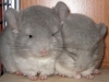 chinchillas-chinclub-2