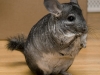 typical-chinchilla